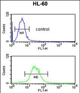 IGHA1 / IgA1 Antibody - IGH Antibody (C-Term) flow cytometric analysis of HL-60 cells (bottom histogram) compared to a negative control cell (top histogram).FITC-conjugated goat-anti-rabbit secondary antibodies were used for the analysis.