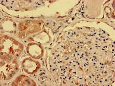 IGHD Antibody - Immunohistochemistry analysis of human kidney tissue at a dilution of 1:100