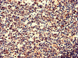 IGHD Antibody - Immunohistochemistry analysis of human tonsil tissue at a dilution of 1:100