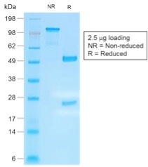 IGHG4 Antibody - SDS-PAGE Analysis Purified IgG4 Recombinant Rabbit Monoclonal Antibody (IGHG4/2042R). Confirmation of Purity and Integrity of Antibody.