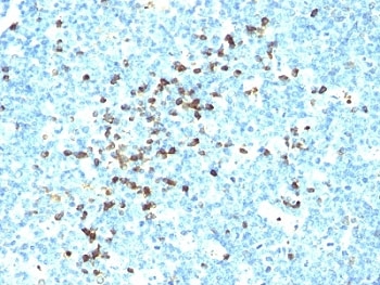 IGHM / IgM Antibody - Formalin-fixed, paraffin-embedded human tonsil stained with IgM antibody (DA4-4).  This image was taken for the unmodified form of this product. Other forms have not been tested.