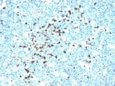 IGHM / IgM Antibody - Formalin-fixed, paraffin-embedded human tonsil stained with IgM antibody (DA4-4).  This image was taken for the unmodified form of this product. Other forms have not been tested.