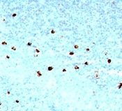 IGHM / IgM Antibody - Formalin-fixed, paraffin-embedded human tonsil stained with IgM antibody (SPM557).  This image was taken for the unmodified form of this product. Other forms have not been tested.