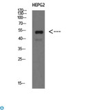 IGHM / IgM Antibody - Western Blot (WB) analysis of HepG2 cells using IgM Chain C Polyclonal Antibody diluted at 1:500.