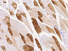 IGIP / C5orf53 Antibody - Immunochemical staining of human IGIP in human skeletal muscle with rabbit polyclonal antibody at 1:100 dilution, formalin-fixed paraffin embedded sections.