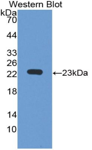 IGLL1 / CD179b Antibody - Western blot of recombinant IGLL1 / CD179b.