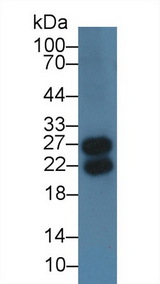 IGLL1 / CD179b Antibody - Western Blot; Sample: Mouse Spleen lysate; Primary Ab: 3µg/ml Rabbit Anti-Human IglL1 Antibody Second Ab: 0.2µg/mL HRP-Linked Caprine Anti-Rabbit IgG Polyclonal Antibody