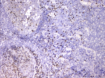 IGLL1 / CD179b Antibody - IHC staining of FFPE human tonsil tissue with IGLL1 antibody at 1ug/ml. HIER: boil tissue sections in pH6, 10mM citrate buffer, for 10-20 min and allow to cool before testing.