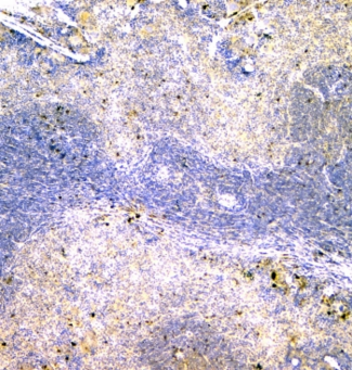 IGLL1 / CD179b Antibody - IHC staining of FFPE mouse spleen with IGLL1 antibody at 1ug/ml. HIER: boil tissue sections in pH6, 10mM citrate buffer, for 10-20 min and allow to cool before testing.