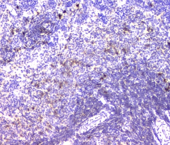 IGLL1 / CD179b Antibody - IHC staining of FFPE rat spleen with IGLL1 antibody at 1ug/ml. HIER: boil tissue sections in pH6, 10mM citrate buffer, for 10-20 min and allow to cool before testing.