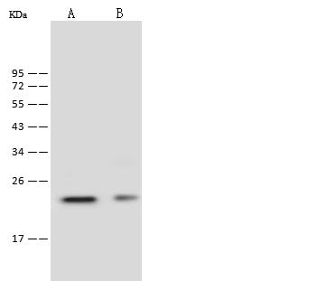 IGLL1 / CD179b Antibody - Anti-IGLL1 rabbit polyclonal antibody at 1:500 dilution. Lane A: Mouse spleen tissue lysate. Lane B: Mouse kidney tissue lysate. Lysates/proteins at 30 ug per lane. Secondary: Goat Anti-Rabbit IgG (H+L)/HRP at 1/10000 dilution. Developed using the ECL technique. Performed under reducing conditions. Predicted band size: 23 kDa. Observed band size: 23 kDa.