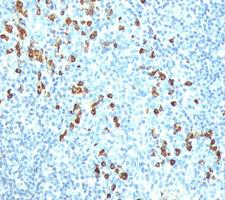 IgM Heavy Chain Antibody - IgM Heavy Chain antibody IM260 immunohistochemistry tonsil.  This image was taken for the unmodified form of this product. Other forms have not been tested.