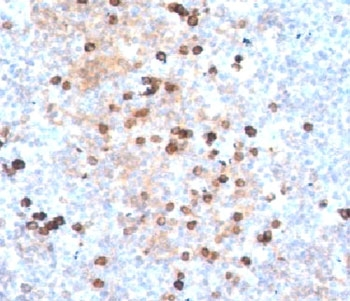 IgM Heavy Chain Antibody - IHC testing of human tonsil stained with IgM heavy chain antibody.