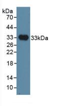 IGSF1 Antibody - Western Blot; Sample: Recombinant INHBP, Human.