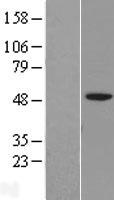 IGSF11 / VSIG3 Protein - Western validation with an anti-DDK antibody * L: Control HEK293 lysate R: Over-expression lysate