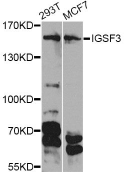 IGSF3 Antibody - Western blot analysis of extracts of various cell lines, using IGSF3 Antibody at 1:1000 dilution. The secondary antibody used was an HRP Goat Anti-Rabbit IgG (H+L) at 1:10000 dilution. Lysates were loaded 25ug per lane and 3% nonfat dry milk in TBST was used for blocking. An ECL Kit was used for detection and the exposure time was 90s.