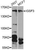 IGSF3 Antibody - Western blot analysis of extracts of various cell lines, using IGSF3 Antibody at 1:1000 dilution. The secondary antibody used was an HRP Goat Anti-Rabbit IgG (H+L) at 1:10000 dilution. Lysates were loaded 25ug per lane and 3% nonfat dry milk in TBST was used for blocking. An ECL Kit was used for detection and the exposure time was 90s.