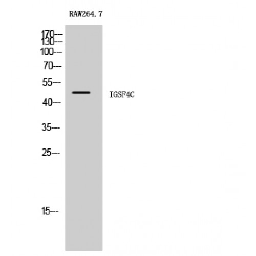 IGSF4C / CADM4 Antibody - Western blot of CADM4 antibody