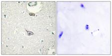 IGSF4C / CADM4 Antibody - Peptide - + Immunohistochemistry analysis of paraffin-embedded human brain tissue using CADM4 antibody.