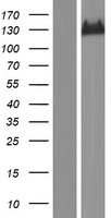 IGSF9 Protein - Western validation with an anti-DDK antibody * L: Control HEK293 lysate R: Over-expression lysate