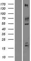 IGSF9B Protein - Western validation with an anti-DDK antibody * L: Control HEK293 lysate R: Over-expression lysate