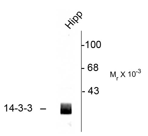 14-3-3 Antibody - Western blot of rat hippocampal (Hipp) lysate showing immunolabeling of the ~29k 14-3-3 protein.