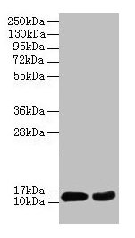 4E-BP2 / EIF4EBP2 Antibody - Western blot All lanes: EIF4EBP2 antibody at 2µg/ml Lane 1: Mouse heart tissue Lane 2: NIH/3T3 whole cell lysate Secondary Goat polyclonal to rabbit IgG at 1/10000 dilution Predicted band size: 13 kDa Observed band size: 13 kDa