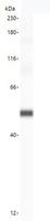 5-Alpha Reductase / SRD5A1 Antibody - Anti-SRD5A1 antibody (LS-A11212, 20 µg/mL) yields a specific band on capillary Western analysis (Protein Simple, WES 12-230 kDa separation module) in 1 ng purified recombinant human SRD5A1 protein.