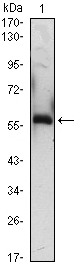 A1BG Antibody - Western blot using A1BG mouse monoclonal antibody against A1BG(AA: 320-495)-hIgGFc transfected HEK293 (1)cell lysate.