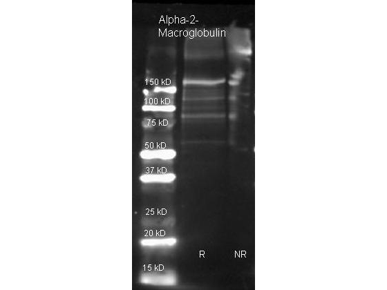 A2M / Alpha-2-Macroglobulin Antibody - Alpha-2-Macroglobulin Polyclonal Antibody-Western blot. Goat anti-Alpha-2-Macroglobulin antibody was used to detect Alpha-2-Macroglobulin under reducing (R) and non-reducing (NR) conditions. Reduced samples of purified target proteins contained 4% BME and were boiled for 5 minutes. Samples of ~1 ug of protein per lane were run by SDS-PAGE. Protein was transferred to nitrocellulose and probed with 1:3000 dilution of primary antibody (ON 4 C in MB-070). Detection shown was using Dylight 649 conjugated Donkey anti-goat (1:10K in TBS/MB-070) 1 hr RT. Images were collected using the BioRad VersaDoc System.