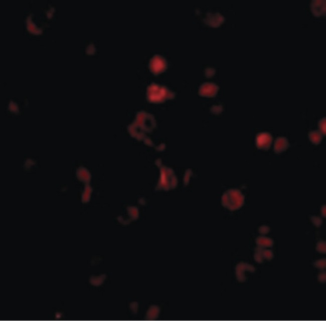 AATF Antibody - Immunofluorescence of AATF in Human Small Intestine cells with AATF antibody at 20 ug/ml.
