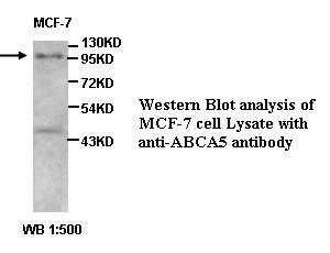 ABCA5 Antibody