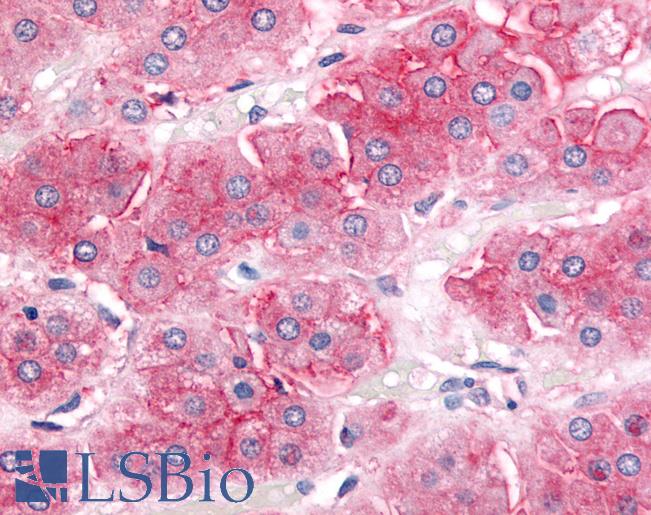 ABCB1 / MDR1 / P Glycoprotein Antibody - Anti-ABCB1 / MDR1 antibody IHC of human adrenal, cortex. Immunohistochemistry of formalin-fixed, paraffin-embedded tissue after heat-induced antigen retrieval.