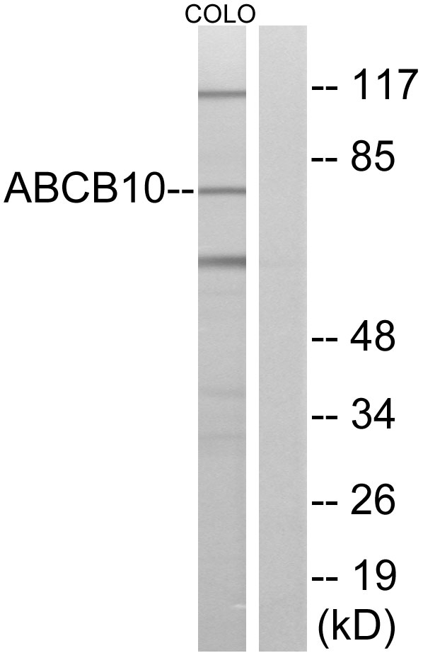 ABCB10 Antibody - Western blot analysis of lysates from COLO cells, using ABCB10 Antibody. The lane on the right is blocked with the synthesized peptide.
