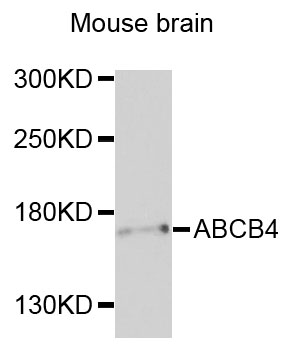 ABCB4 / MDR3 Antibody - Western blot analysis of extracts of mouse brain cells.