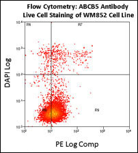 ABCB5 Antibody - Flow Cytometry using ABCB5 Antibody on WM852 cell line. Live cell staining utilized PE-conjugated goat anti-rabbit (Jackson ImmunoResearch) as a secondary antibody.?Analysis was done on an FC500 flow cytometer. Data courtesy of Dr. Steve Reuland, University of Colorado, Denver