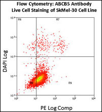 ABCB5 Antibody - Flow Cytometry using ABCB5 Antibody on SkMel-30 cell line. Live cell staining utilized PE-conjugated goat anti-rabbit (Jackson ImmunoResearch) as a secondary antibody.?Analysis was done on an FC500 flow cytometer. Data courtesy of Dr. Steve Reuland, University of Colorado, Denver