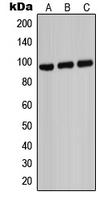 ABCB7 Antibody - Western blot analysis of ABCB7 expression in HeLa (A); Raw264.7 (B); PC12 (C) whole cell lysates.
