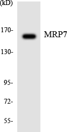 ABCC10 Antibody - Western blot analysis of the lysates from HepG2 cells using MRP7 antibody.