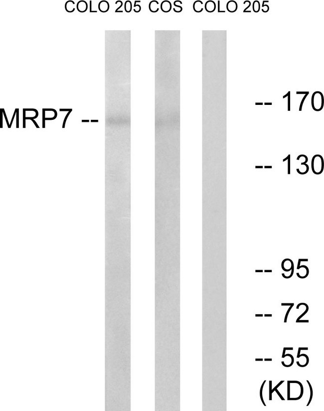 ABCC10 Antibody - Western blot analysis of lysates from COLO and COS7 cells, using MRP7 Antibody. The lane on the right is blocked with the synthesized peptide.