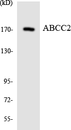 ABCC2 / MRP2 Antibody - Western blot analysis of the lysates from HeLa cells using ABCC2 antibody.