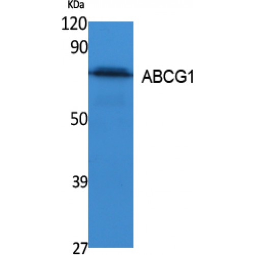 ABCG1 Antibody - Western blot of ABCG1 antibody