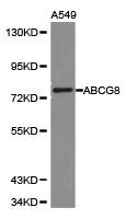 ABCG8 Antibody - Western blot of extracts of A549 cell lines, using ABCG8 antibody.
