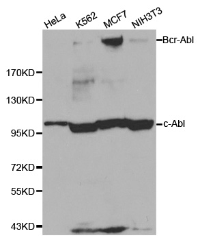 ABL1 / c-ABL Antibody - Western blot analysis of extracts of various cell lines, using ABL1 antibody.