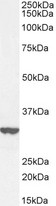 ABRI / ITM2B Antibody - ABRI / ITM2B antibody (0.3µg/ml) staining of HepG2 cell lysate (35µg protein in RIPA buffer). Detected by chemiluminescence.