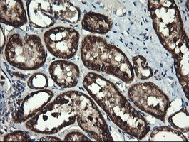 ACAA2 Antibody - IHC of paraffin-embedded Human Kidney tissue using anti-ACAA2 mouse monoclonal antibody, at a dilution of 1:150.