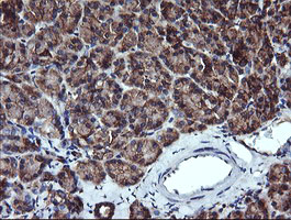 ACAA2 Antibody - IHC of paraffin-embedded Human pancreas tissue using anti-ACAA2 mouse monoclonal antibody, at a dilution of 1:150.