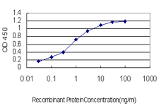 ACAA2 Antibody - Detection limit for recombinant GST tagged ACAA2 is approximately 0.1 ng/ml as a capture antibody.
