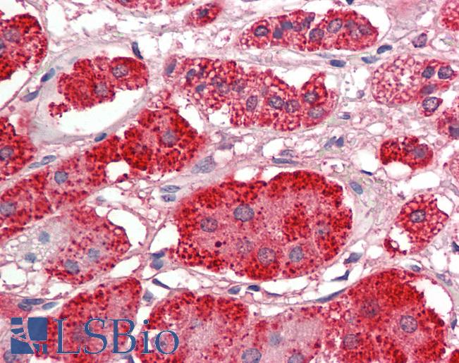 ACACB / ACC2 Antibody - Anti-ACACB / ACC2 antibody IHC staining of human adrenal. Immunohistochemistry of formalin-fixed, paraffin-embedded tissue after heat-induced antigen retrieval. Antibody concentration 5 ug/ml.