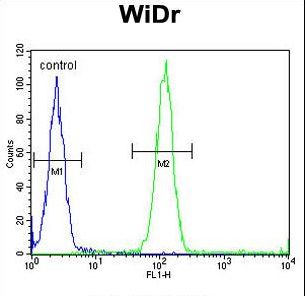 ACCN1 / ASIC2 Antibody - ACCN1 Antibody flow cytometry of WiDr cells (right histogram) compared to a negative control cell (left histogram). FITC-conjugated goat-anti-rabbit secondary antibodies were used for the analysis.